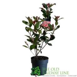 Photinia Fraseri 'Carré Rouge' 2Ltr Pot (NL) -Garden Bloom Sales Store 0000000398517