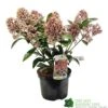 Skimmia Japonica 'Rubella' 3Ltr Pot (NL)