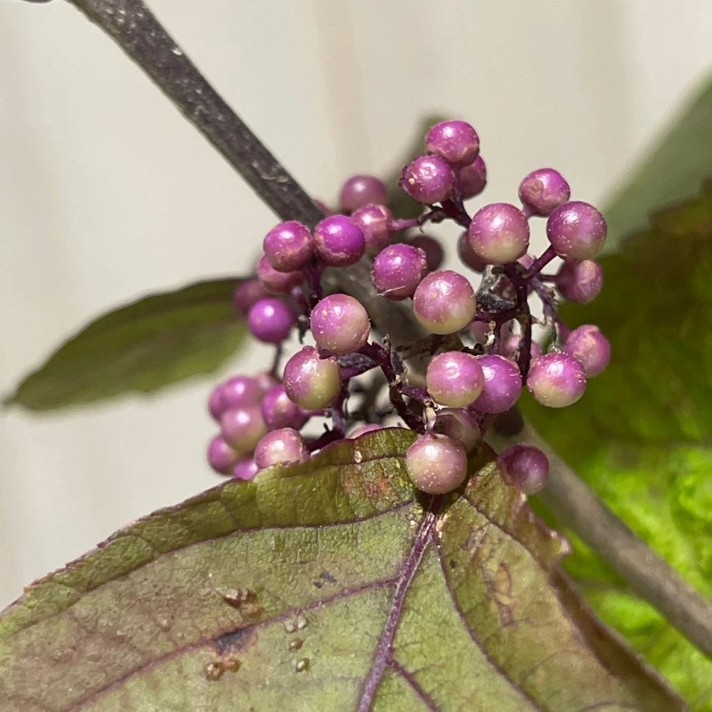 Callicarpa Bodinieri Var. Giraldii 'Profusion' Beauty Berry 50cm Tall(NL) 2 Callicarpa Bodinieri Var. Giraldii 'Profusion' Beauty Berry 50cm Tall(NL) - Image 2