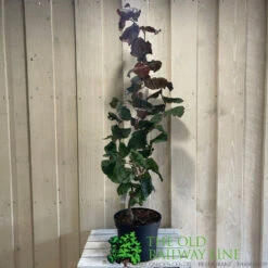 Corylus 'Red Majestic' Hazel Tree 70cm Tall (NL) 5 Corylus 'Red Majestic' Hazel Tree 70cm Tall (NL) -Garden Bloom Sales Store 00002653 2