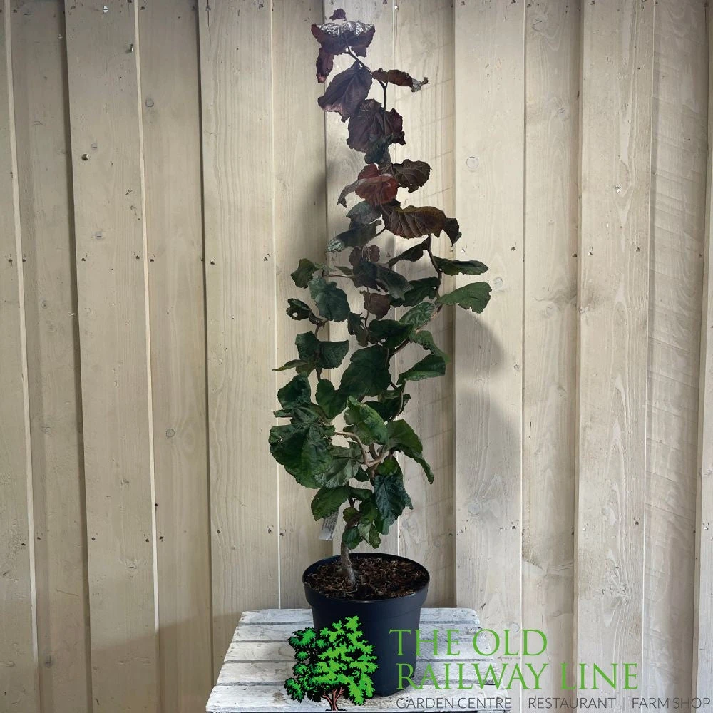 Corylus 'Red Majestic' Hazel Tree 70cm Tall (NL) 3 Corylus 'Red Majestic' Hazel Tree 70cm Tall (NL) - Image 3