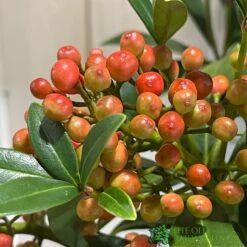 Skimmia Japonica 'Pabella' 4Ltr Pot (NL) -Garden Bloom Sales Store 00004158 3