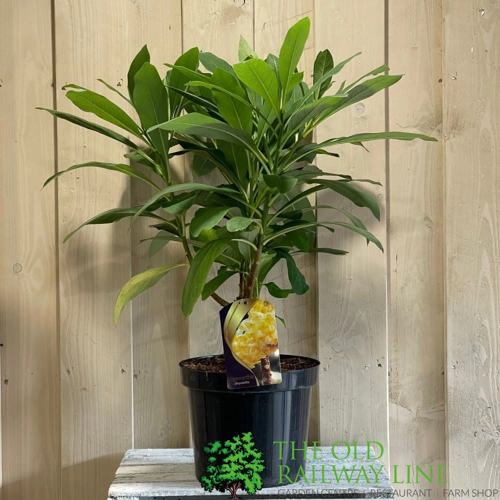 Edgeworthia Chrysantha 7.5Ltr Pot (NL) 1 Edgeworthia Chrysantha 7.5Ltr Pot (NL)