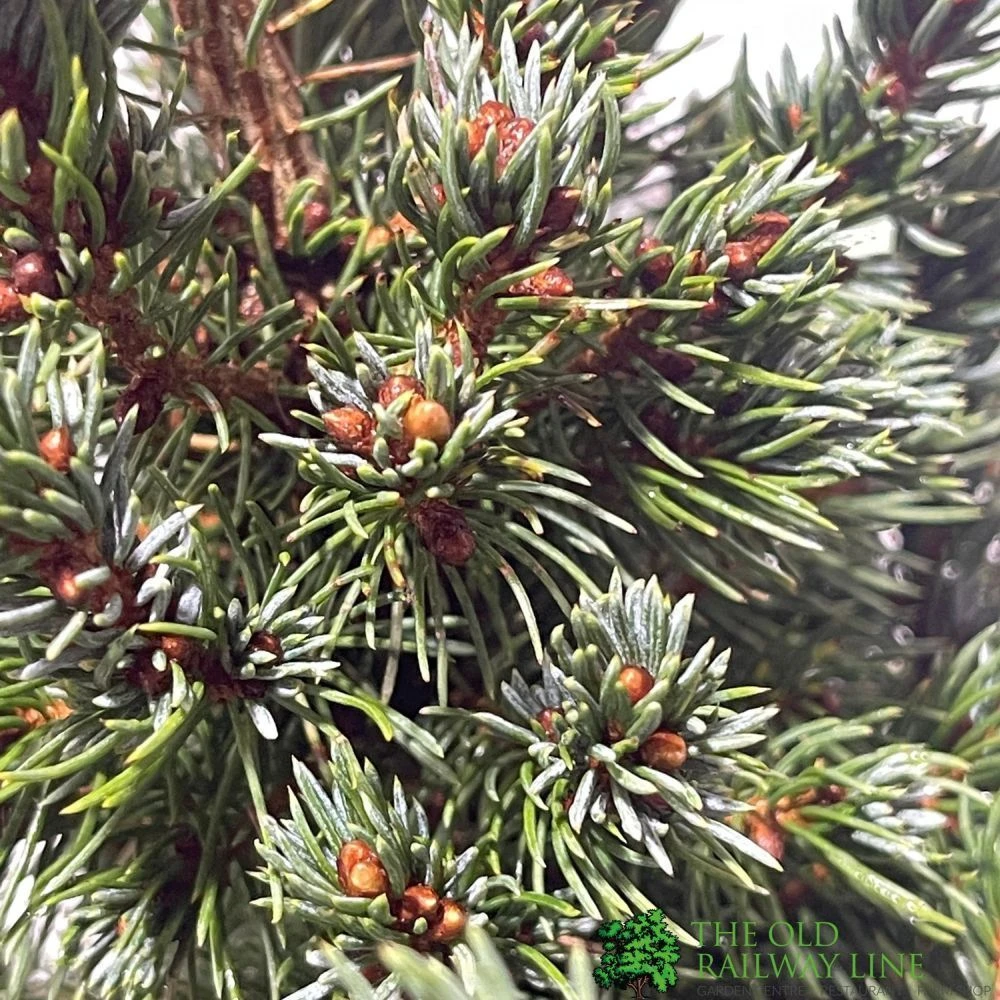 Picea 'Sanders Blue' Spruce Plant 3Ltr Pot (NL) 2 Picea 'Sanders Blue' Spruce Plant 3Ltr Pot (NL) - Image 2