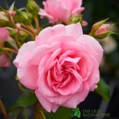 Pink Climbing Rose 'Mamma Mia Courtyard' 3Ltr Pot