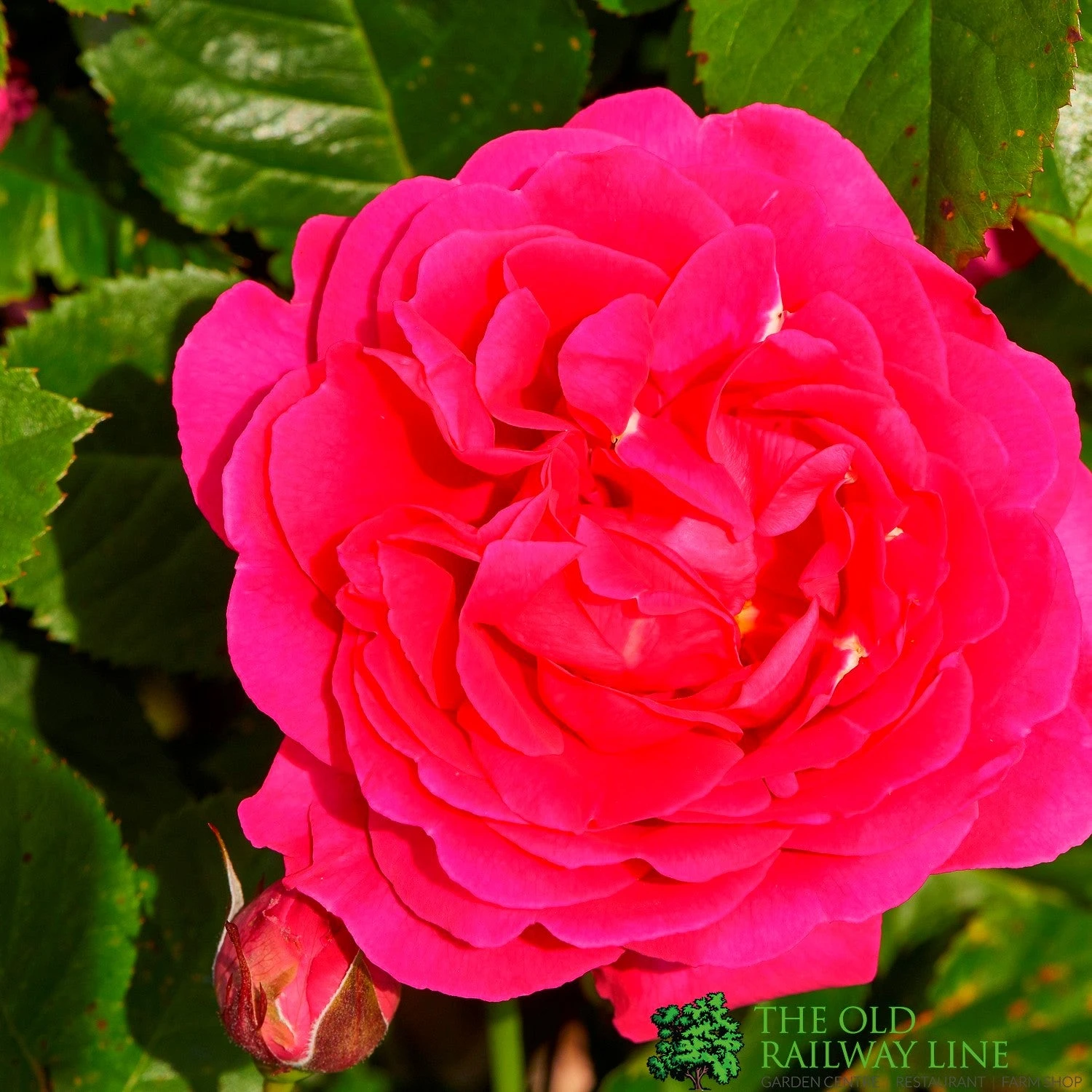 Pink Climbing Rose 'Pasillo Courtyard' 3Ltr Pot 1 Pink Climbing Rose 'Pasillo Courtyard' 3Ltr Pot