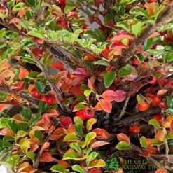 Cotoneaster Horizontalis Plant 3Ltr Pot 5 Cotoneaster Horizontalis Plant 3Ltr Pot -Garden Bloom Sales Store 5019756161533 3