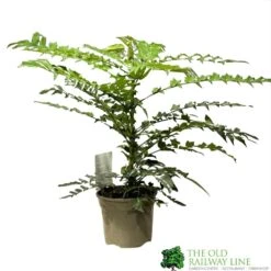 Mahonia 'Winter Sun' Plant 3Ltr Pot