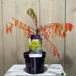 Rhus Typhina 'Tiger Eyes' 3Ltr Pot (NL) -Garden Bloom Sales Store 5019756405453 2