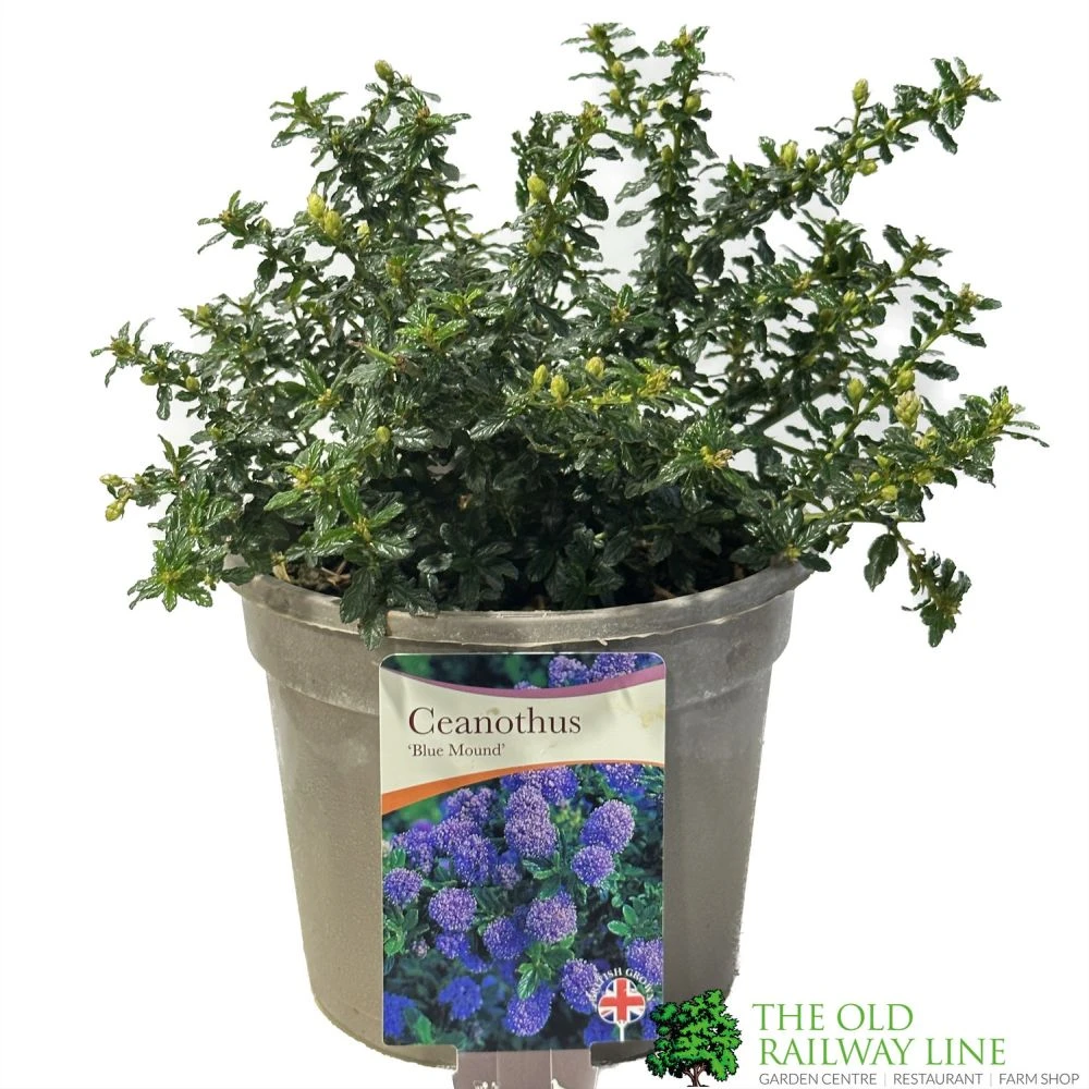 Ceanothus 'Blue Mound' Californian Lilac 3Ltr Pot 1 Ceanothus 'Blue Mound' Californian Lilac 3Ltr Pot