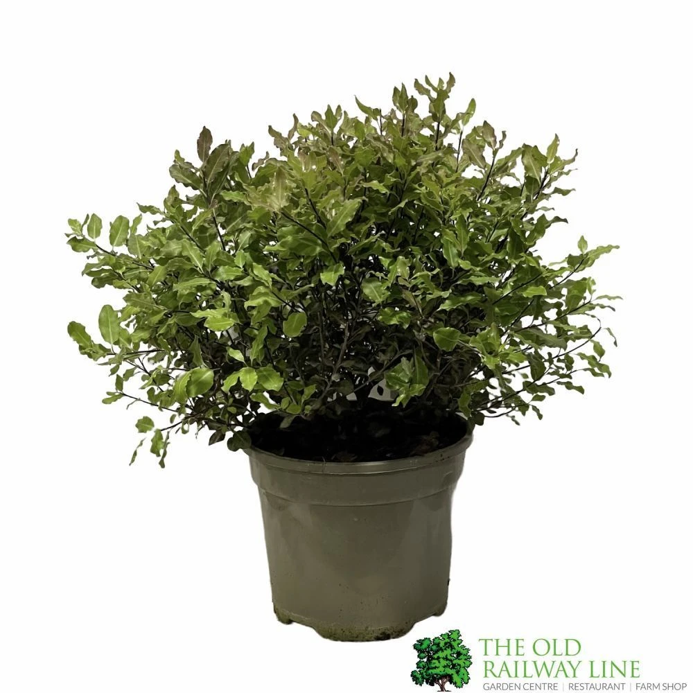 Pittosporum 'Tom Thumb' Plant 3Ltr Pot 1 Pittosporum 'Tom Thumb' Plant 3Ltr Pot