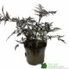 Sambucus Nigra 'Black Lace' Plant 3Ltr