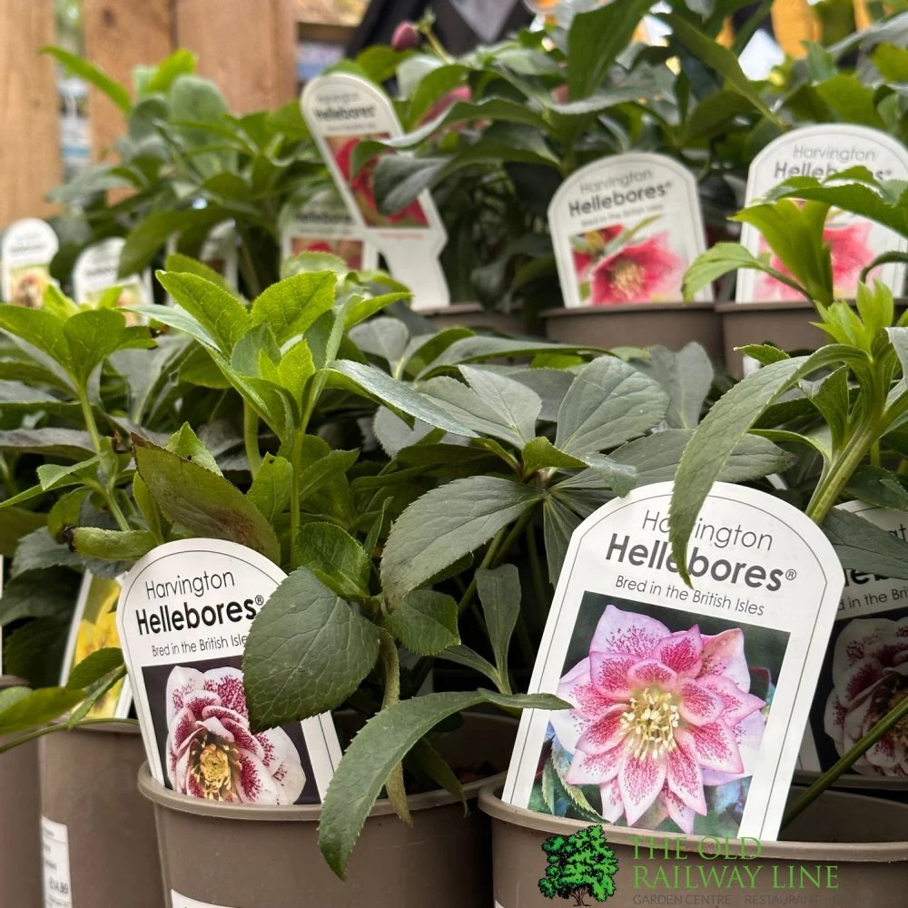 Harvington Hellebores Assorted Hellebore Variety 2Ltr Pot 1 Harvington Hellebores Assorted Hellebore Variety 2Ltr Pot