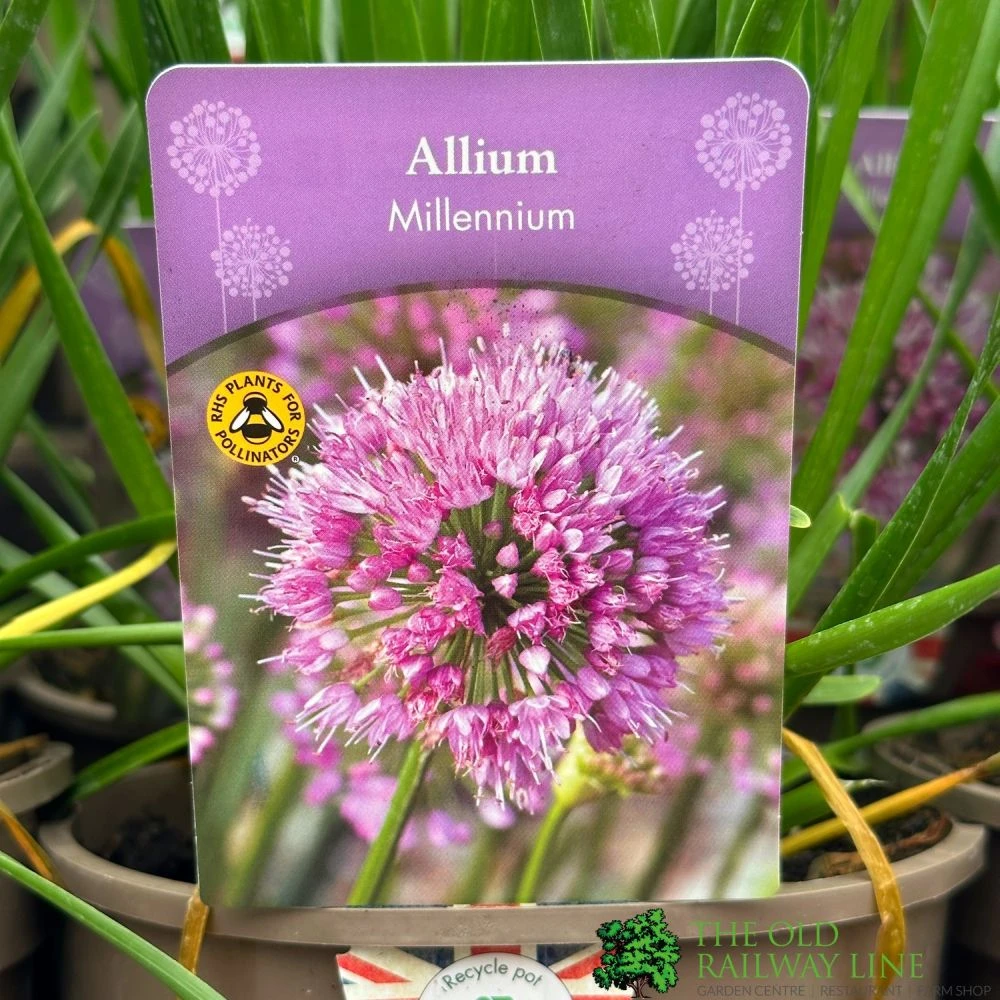 Allium 'Millennium' 2Ltr Pot 1 Allium 'Millennium' 2Ltr Pot