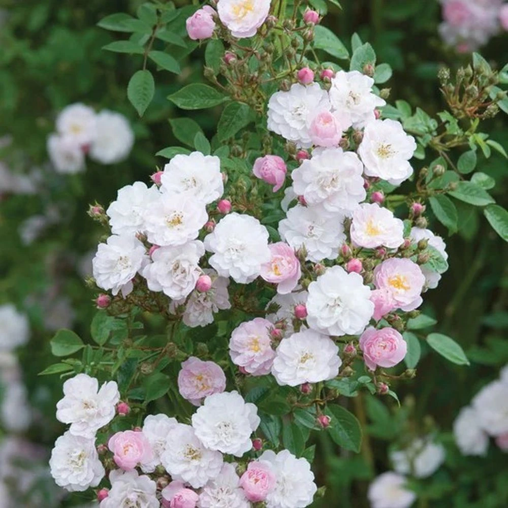 Pink Miniature Climbing Rose 'Little Rambler' 3Ltr Pot 1 Pink Miniature Climbing Rose 'Little Rambler' 3Ltr Pot