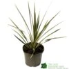 Cordyline Australis 'Sparkler' 2Ltr Pot