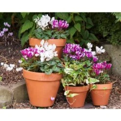 Garden Bloom Sales Store -Garden Bloom Sales Store 5021346507768 2