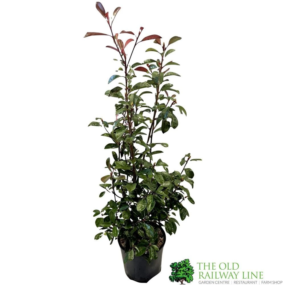 Photinia Fraseri 'Red Robin' 80cm Tall (IT) 1 Photinia Fraseri 'Red Robin' 80cm Tall (IT)