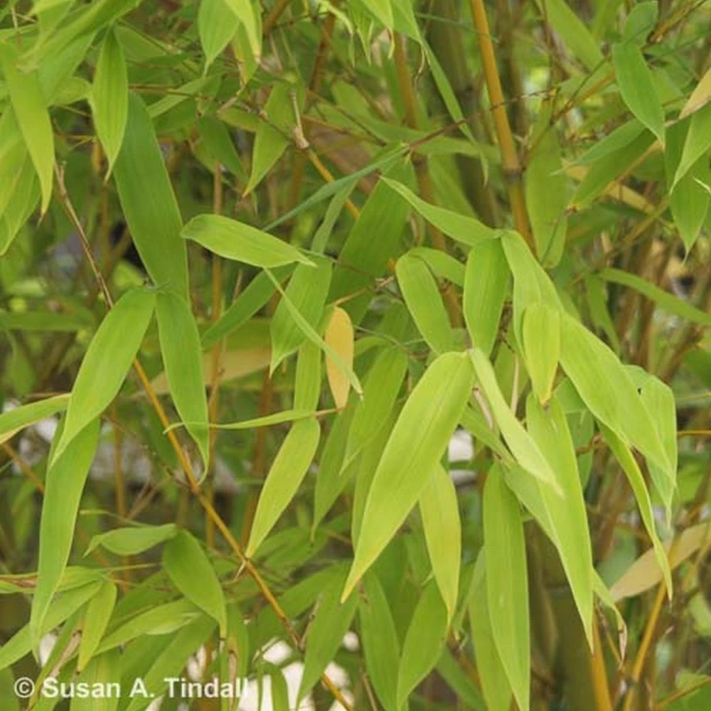 Phyllostachys 'Aurea' Bamboo Plant 1m Tall (IT) 1 Phyllostachys 'Aurea' Bamboo Plant 1m Tall (IT)