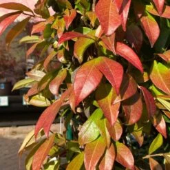 Trachelospermum Jasminoides Arch Trained Jasmine Climber 18Ltr Pot -Garden Bloom Sales Store 5021768019641 2