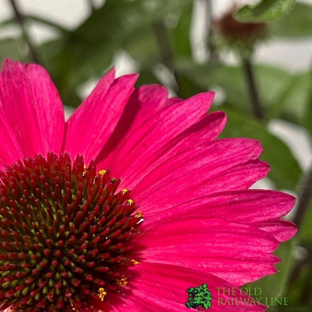 Echinacea 'Sensation Pink' Plant 2 Ltr Pot 2 Echinacea 'Sensation Pink' Plant 2 Ltr Pot - Image 2