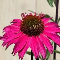 Echinacea 'Sensation Pink' Plant 2 Ltr Pot 5 Echinacea 'Sensation Pink' Plant 2 Ltr Pot -Garden Bloom Sales Store 5021768069202 3