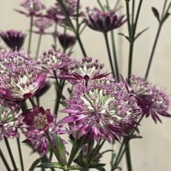 Astrantia 'Star Of Love' Plant 3 Ltr 5 Astrantia 'Star Of Love' Plant 3 Ltr -Garden Bloom Sales Store 5021768072080 3
