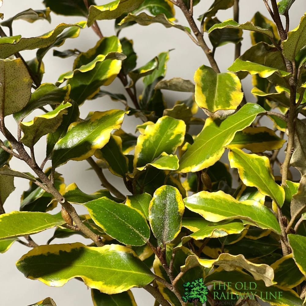 Elaeagnus X Submacrophylla 'Viveleg' Oleaster Plant 50cm Tall (IT) 2 Elaeagnus X Submacrophylla 'Viveleg' Oleaster Plant 50cm Tall (IT) - Image 2