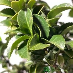 Euonymus Japonicus 'Benkomasaki' 40cm Tall (IT) -Garden Bloom Sales Store 5021768087787 3