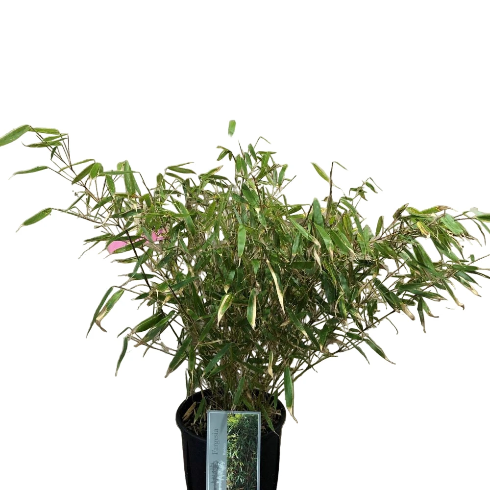 Fargesia Robusta 'Pingwu' Bamboo Plant 9 Ltr 1 Fargesia Robusta 'Pingwu' Bamboo Plant 9 Ltr