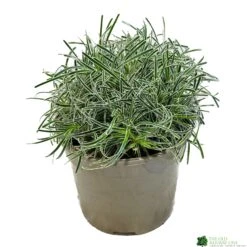 Ficinia 'Ice Crystal' 2Ltr Pot