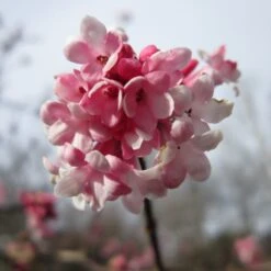 Viburnum Bodnantense 'Dawn' Plant 10Ltr