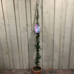 Trachelospermum Asiaticum 'Pink Showers' Climber 1.5m Tall (IT)