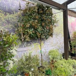 Photinia X Fraseri 'Red Robin' Pleached Form 2m Tall 5 Photinia X Fraseri 'Red Robin' Pleached Form 2m Tall -Garden Bloom Sales Store 5021768148341 3