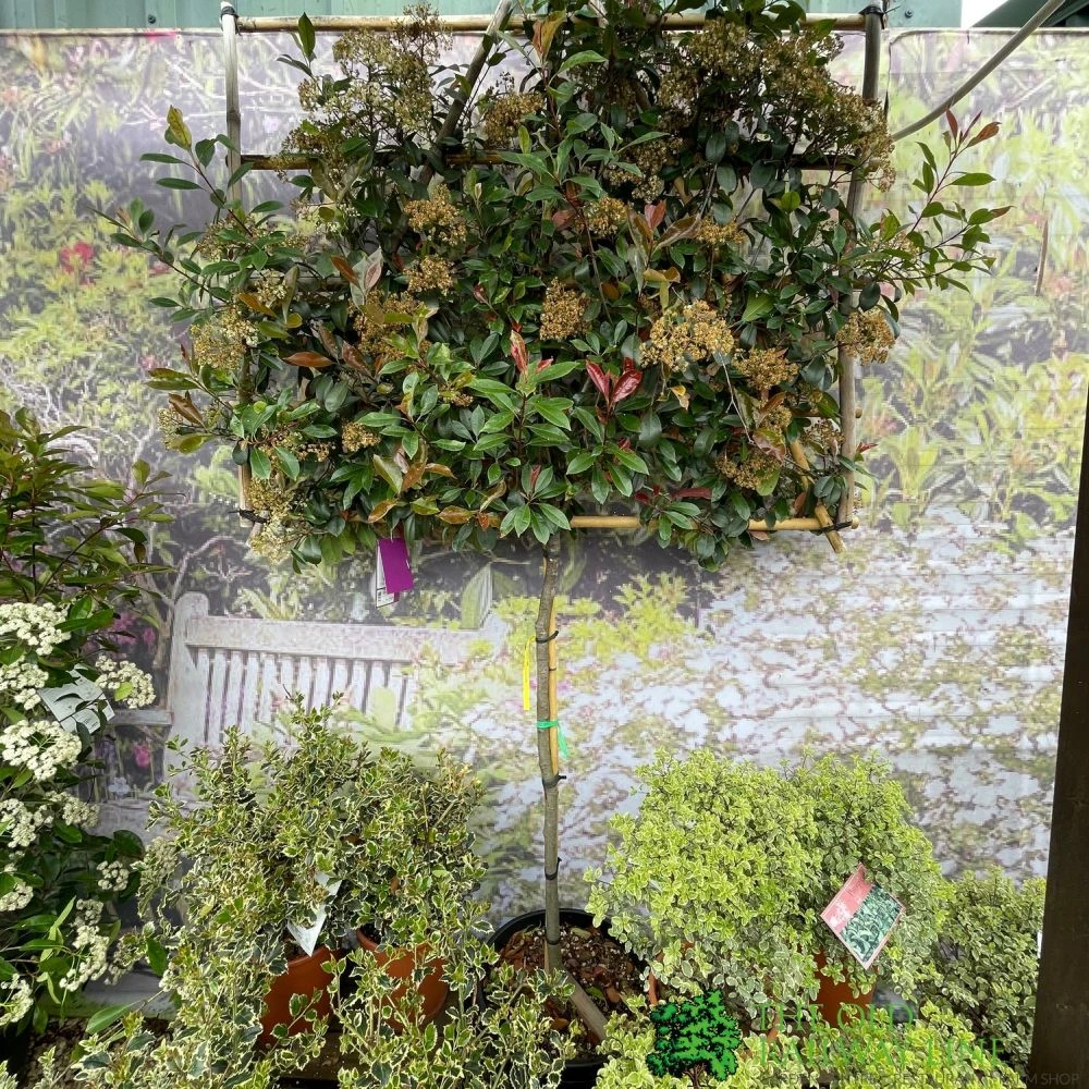 Photinia X Fraseri 'Red Robin' Pleached Form 2m Tall 1 Photinia X Fraseri 'Red Robin' Pleached Form 2m Tall