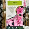 Clematis 'Hagley Hybrid' Climber 2Ltr Pot