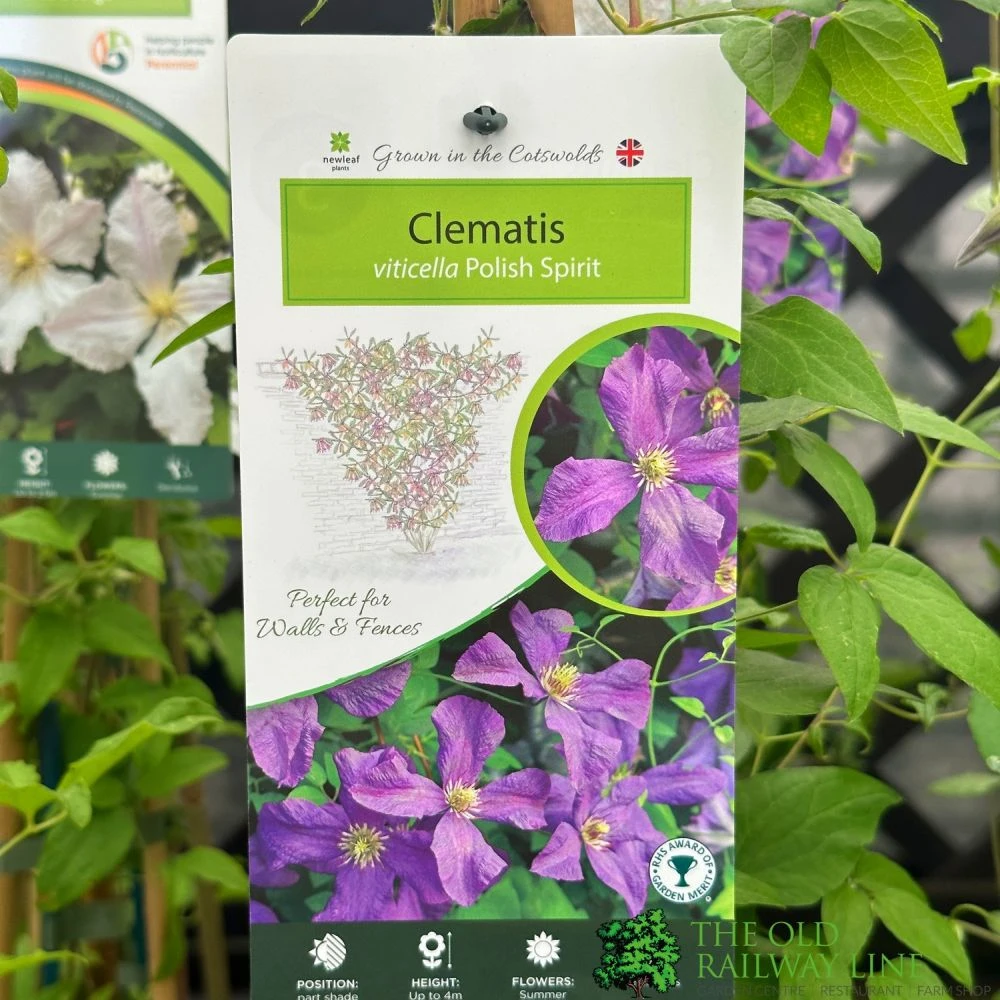 Clemetis Viticella 'Polish Spirit' Climber 3Ltr Pot 1 Clemetis Viticella 'Polish Spirit' Climber 3Ltr Pot