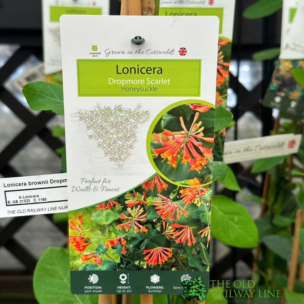 Lonicera 'Dropmore Scarlet' Honeysuckle Plant 3Ltr Pot 1 Lonicera 'Dropmore Scarlet' Honeysuckle Plant 3Ltr Pot