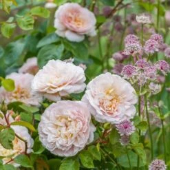 David Austin 'Emily Brontë' Pink English Rose 6Ltr Pot -Garden Bloom Sales Store 5031825021869 3 9b7506c8 1c1e 4c44 9a3b 79c60ca6b933