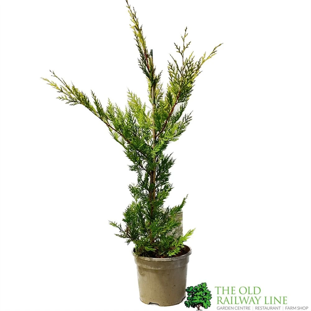 Cupressus 'Excalibur Gold' Conifer 3Ltr Pot 1 Cupressus 'Excalibur Gold' Conifer 3Ltr Pot