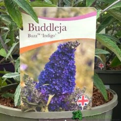 Buddleja Buzz 'Indigo' Plant 3Ltr Pot