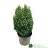Chamaecyparis Lawsoniana 'Snow White' Conifer 5Ltr Pot