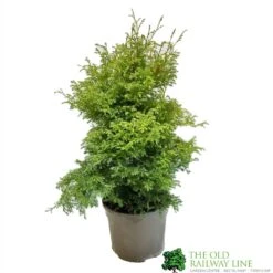 Conifer 'Squarrosa Sulphurea' Chamaecyparis Cypress 3Ltr Pot