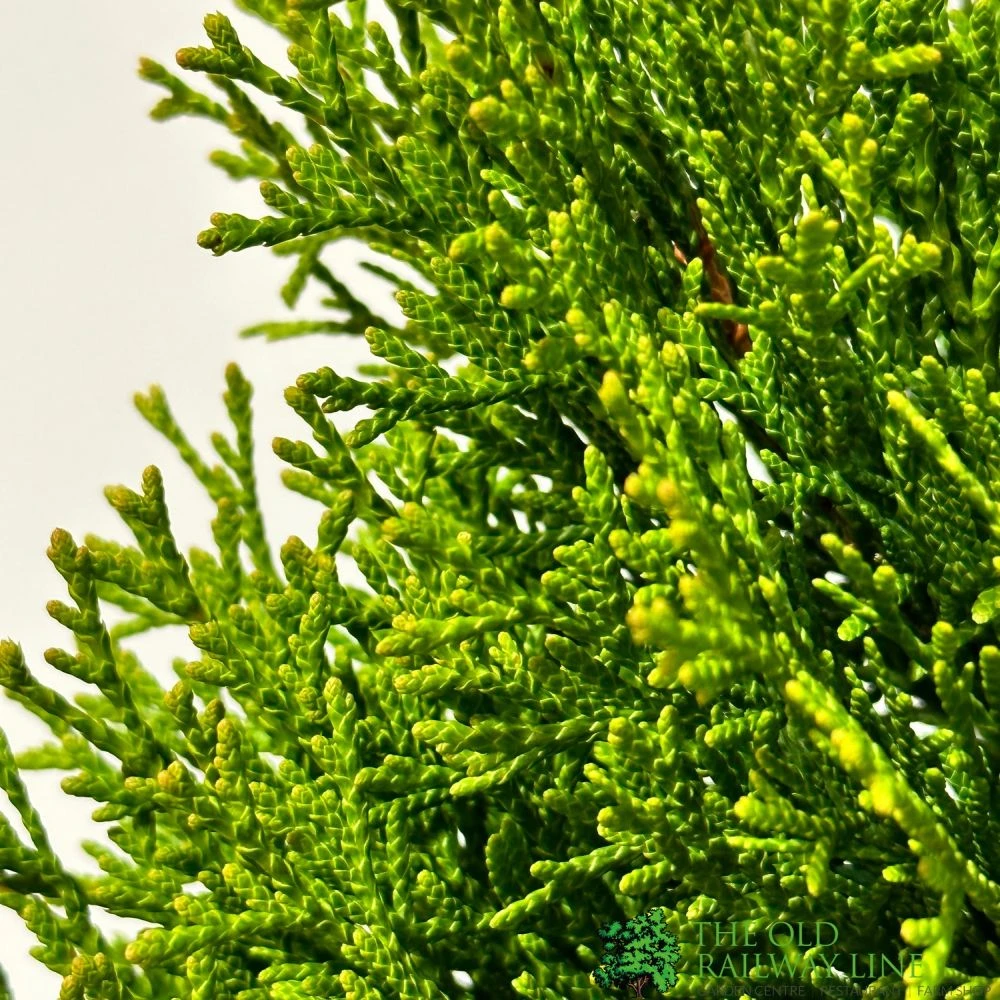 Thuja Occidentalis 'Smaragd' White Cedar Conifer 3Ltr Pot 2 Thuja Occidentalis 'Smaragd' White Cedar Conifer 3Ltr Pot - Image 2