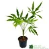 Fatsia Polycarpa 'Green Fingers' 2Ltr Pot