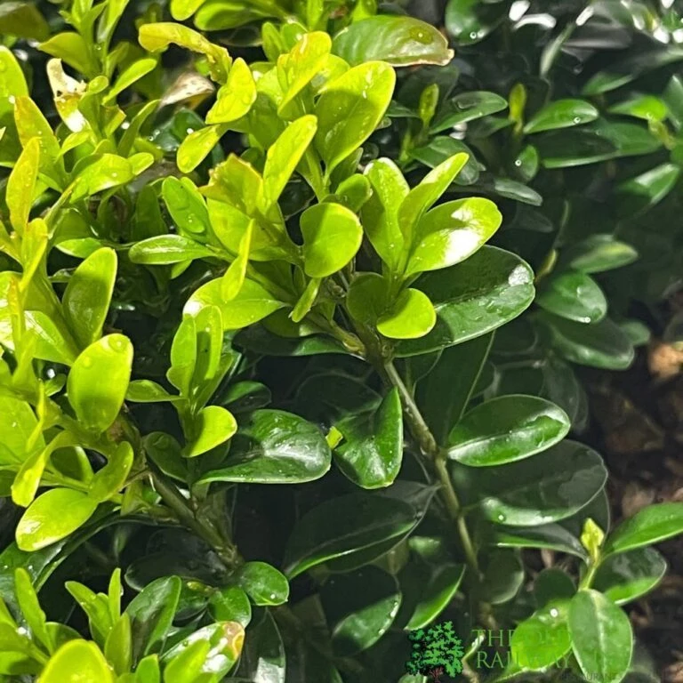 Garden Bloom Sales Store -Garden Bloom Sales Store 8712044907956 2 220dbcbb d7cd 4f26 8c02 e8e3e6427864 768x768 1